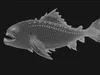 3D model Monster Fish VR / AR / low-poly | CGTrader