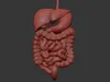 Human Digestive System PBR 3D model | CGTrader