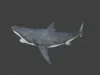 Realistic Great White Shark 3D Model - Marine Animal 3D model | CGTrader