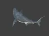 Realistic Great White Shark 3D Model - Marine Animal 3D model | CGTrader