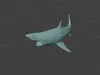 Realistic Great White Shark 3D Model - Marine Animal 3D model | CGTrader