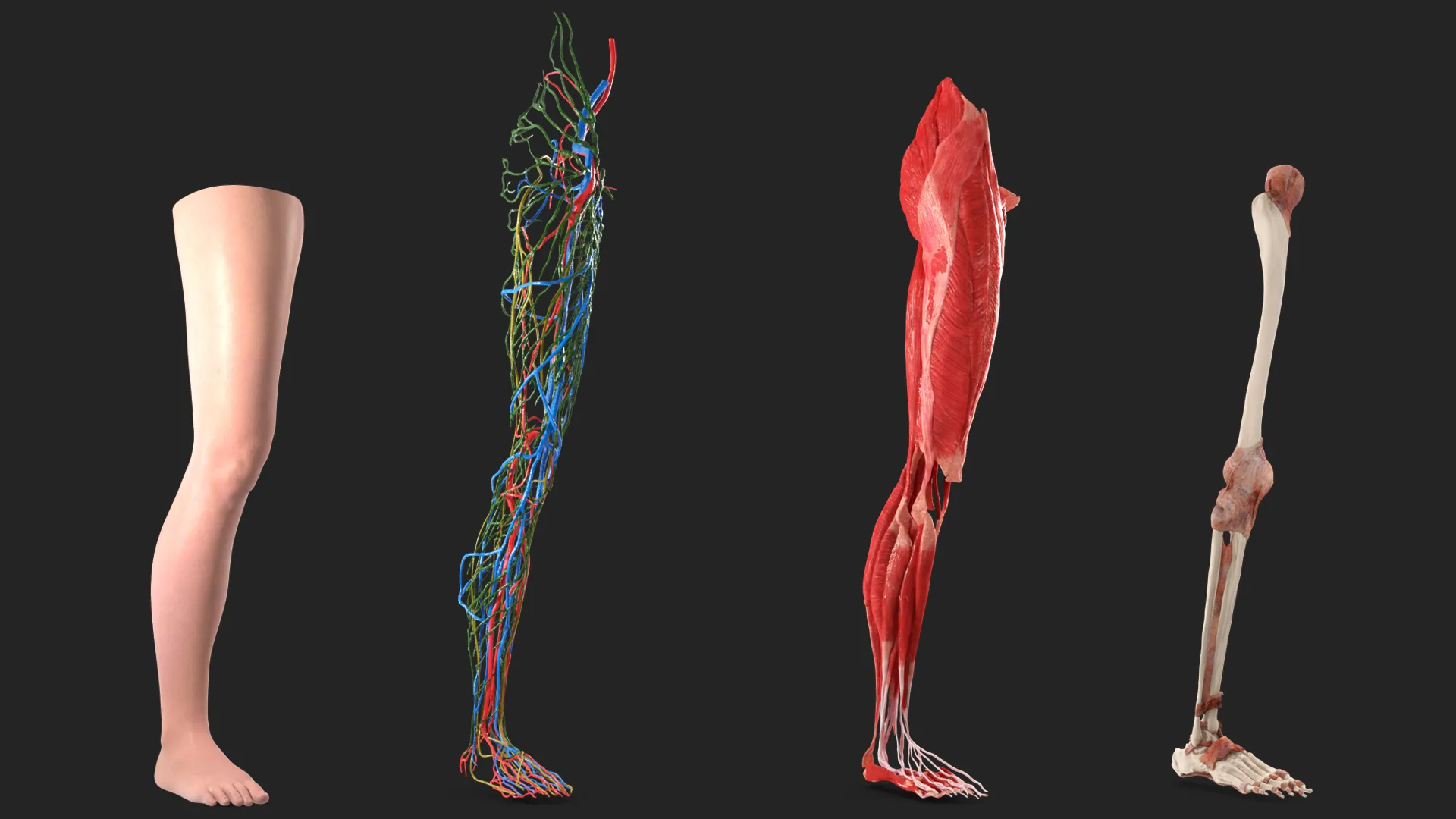 Leg Skin and Anatomy Asian Female 3D model | CGTrader