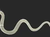 Gold Naga Dragon Rigged 3D model rigged | CGTrader