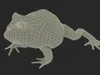 American Horned Frog 3D model | CGTrader