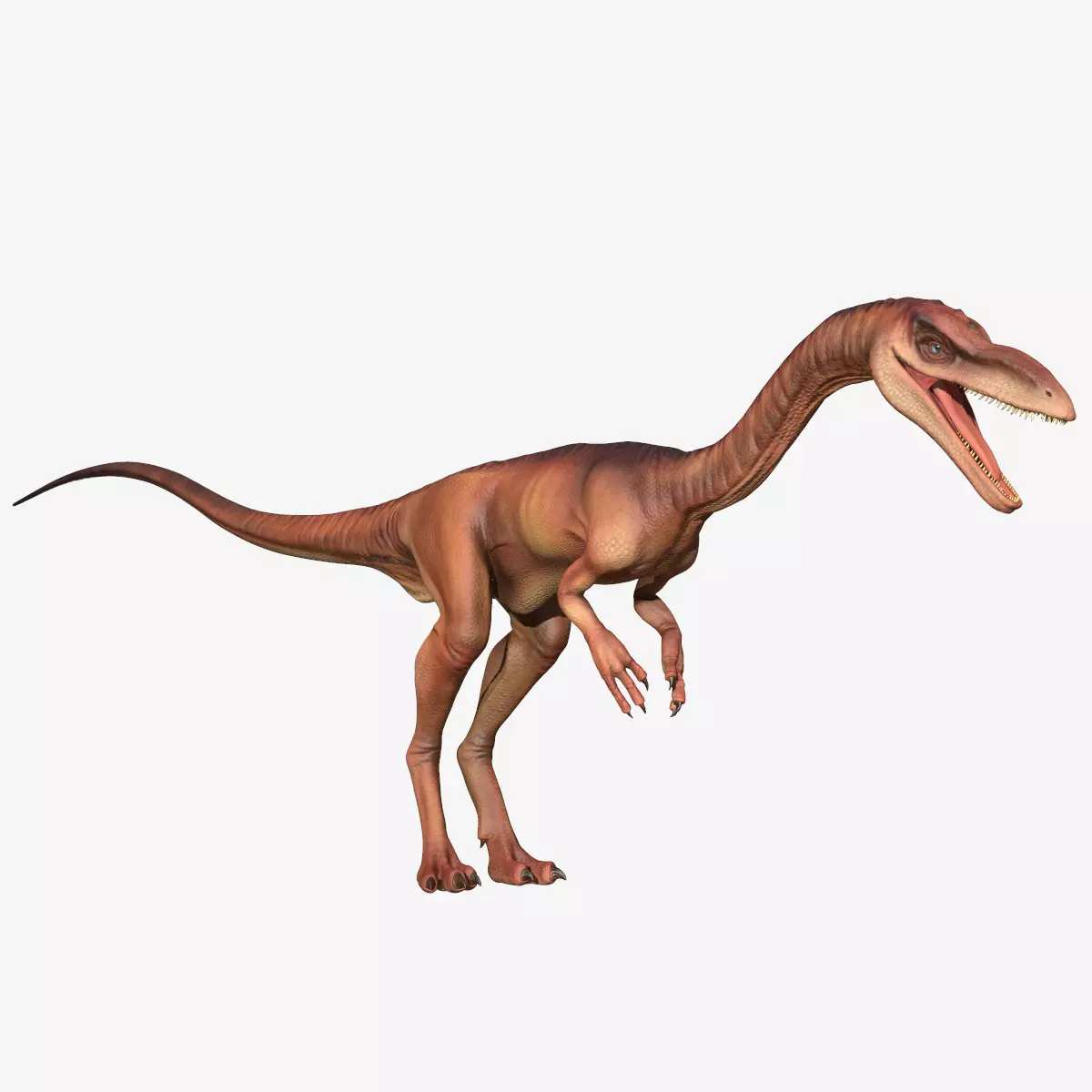 Coelophysis dinosaur Low-poly 3D model_0