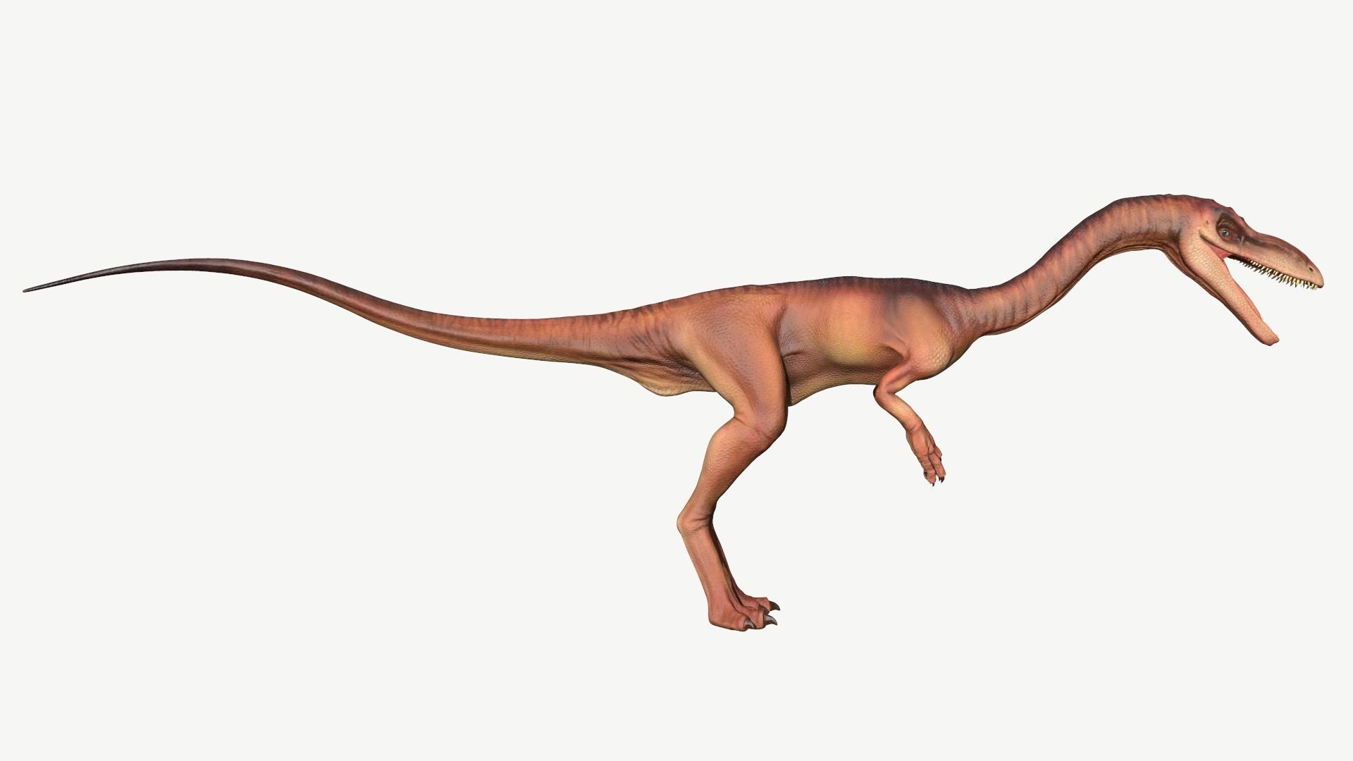 Coelophysis dinosaur Low-poly 3D model_3