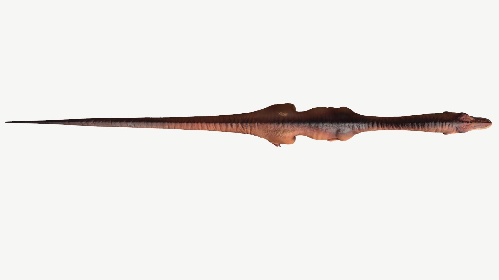 Coelophysis dinosaur Low-poly 3D model_7