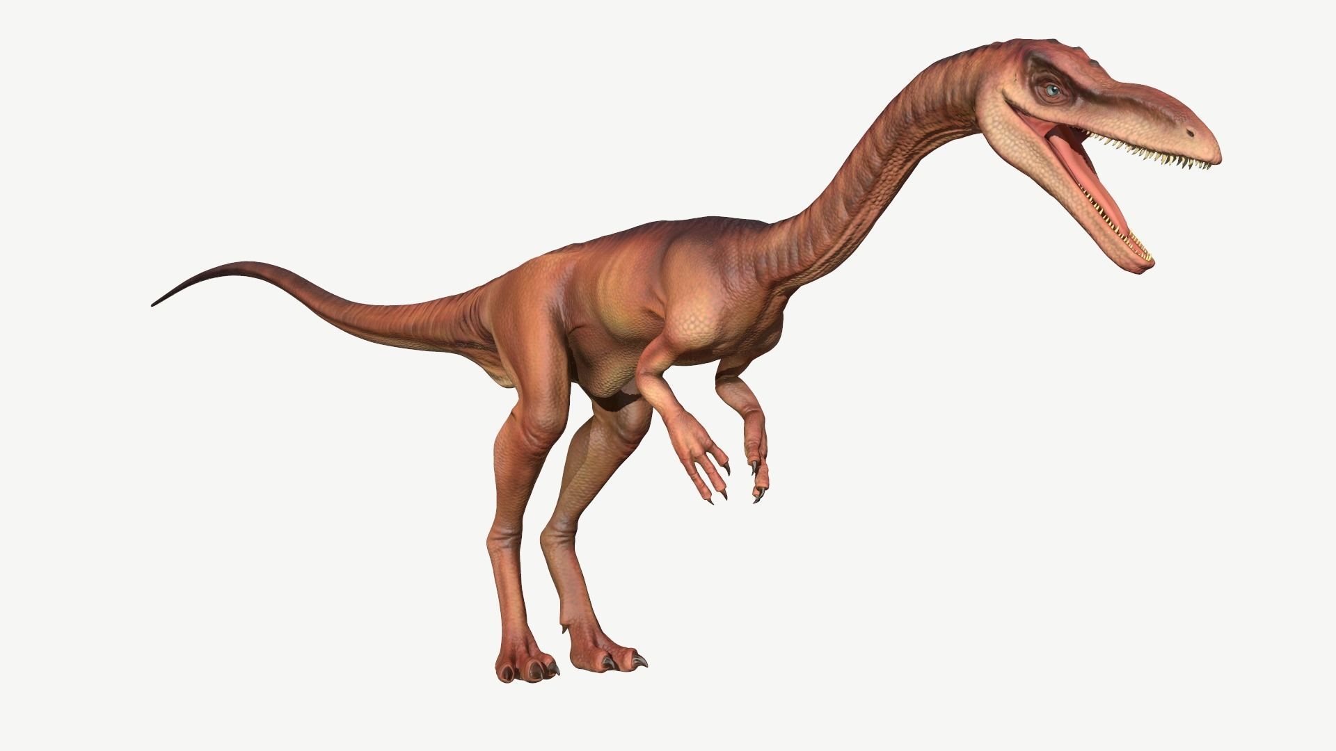 Coelophysis dinosaur Low-poly 3D model_1