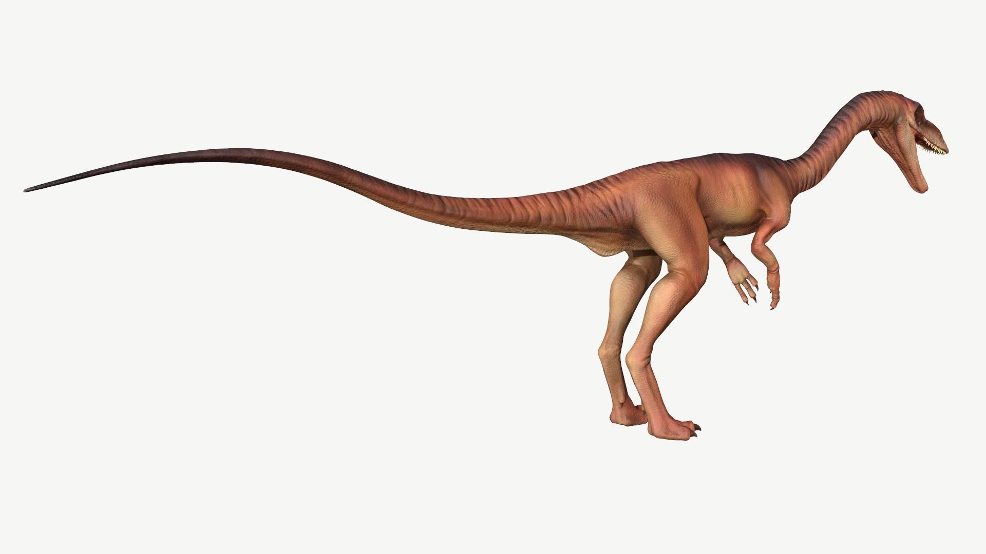 Coelophysis dinosaur Low-poly 3D model_5