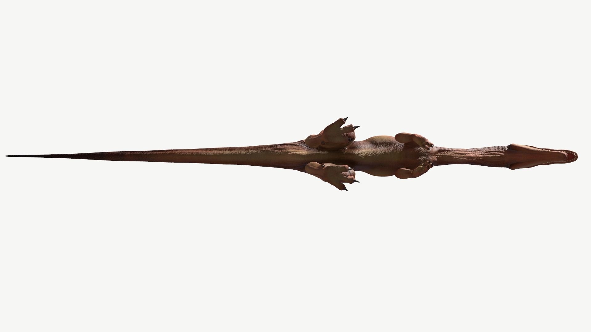 Coelophysis dinosaur Low-poly 3D model_11