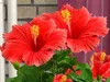 Flowers Collection 2 3D Model Pack | CGTrader