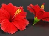 Flowers Collection 2 3D Model Pack | CGTrader