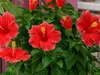 Flowers Collection 2 3D Model Pack | CGTrader