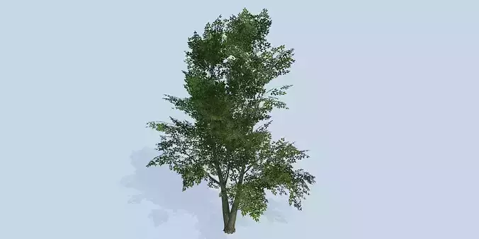 Lowpoly 3Dmodel tree VR AR game 3LOD number47