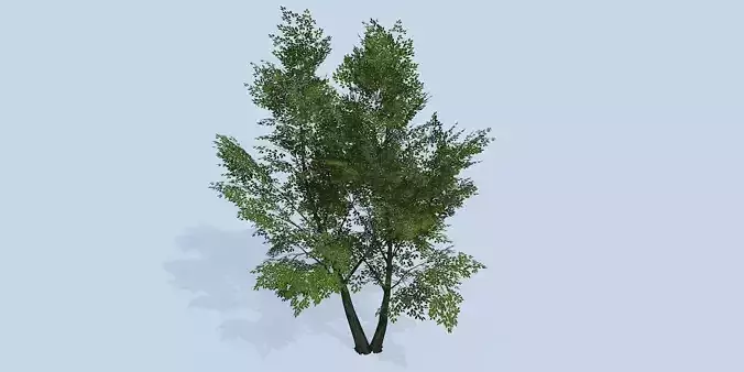 Lowpoly 3Dmodel tree VR AR game 3LOD number48