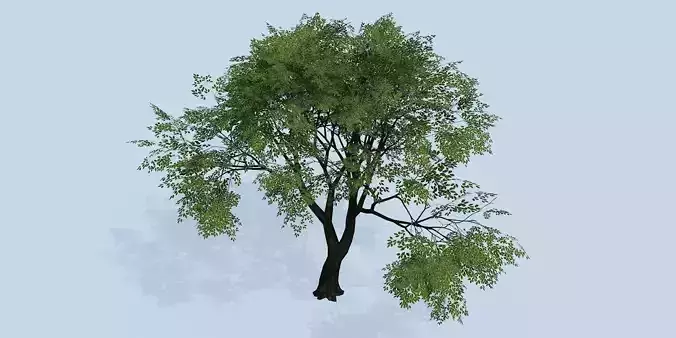 Lowpoly 3Dmodel tree VR AR game 3LOD number49 Low-poly 3D model