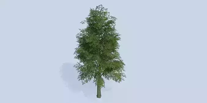 Lowpoly 3Dmodel tree VR AR game 3LOD number52 Low-poly 3D model
