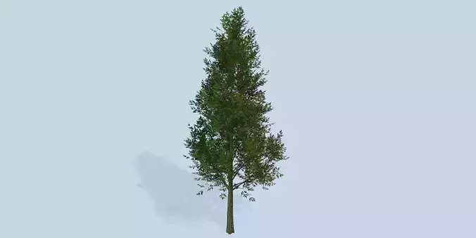 Lowpoly 3Dmodel tree VR AR game 3LOD number53
