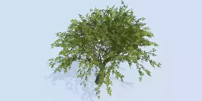 Lowpoly 3Dmodel tree VR AR game 3LOD number59
