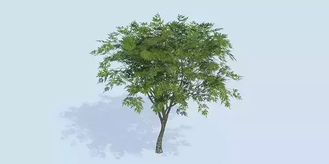 Lowpoly 3Dmodel tree VR AR game 3LOD number63