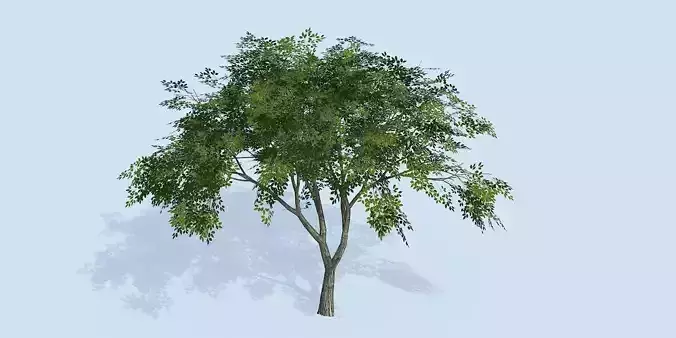Lowpoly 3Dmodel tree VR AR game 3LOD number66 Low-poly 3D model