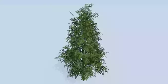 Lowpoly 3Dmodel tree VR AR game 3LOD number75 Low-poly 3D model