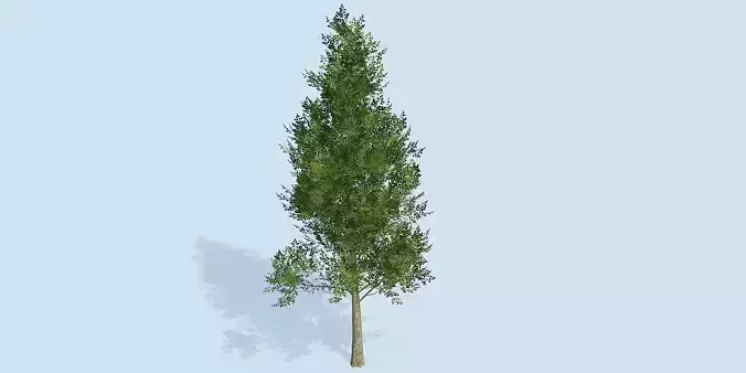 Lowpoly 3Dmodel tree VR AR game 3LOD number80