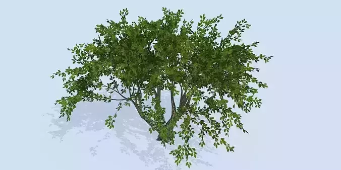 Lowpoly 3Dmodel tree VR AR game 3LOD number81