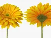 Flowers Collection 3 3D Model Pack | CGTrader