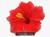 Flowers Collection 3 3D Model Pack | CGTrader