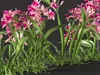 GD26 Orchid Cattleya Red Brazilian Orchid 3D model | CGTrader