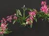 GD26 Orchid Cattleya Red Brazilian Orchid 3D model | CGTrader