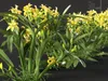 GD26 Orchid Cattleya Yellow Brazilian Orchid 3D model | CGTrader