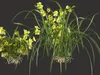 GD26 Orchid Cymbidium Green Boat orchid 3D model | CGTrader