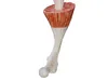 Human Skeletal Muscle Anatomy 3D model | CGTrader