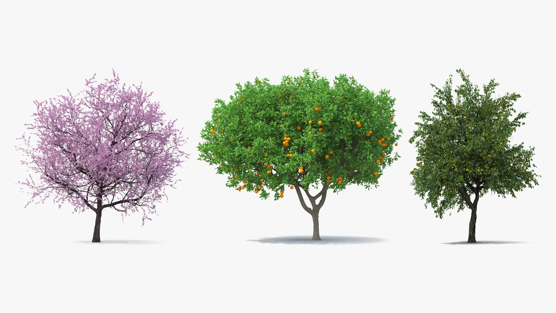 Fruit Trees Collection 3D Model Pack | CGTrader