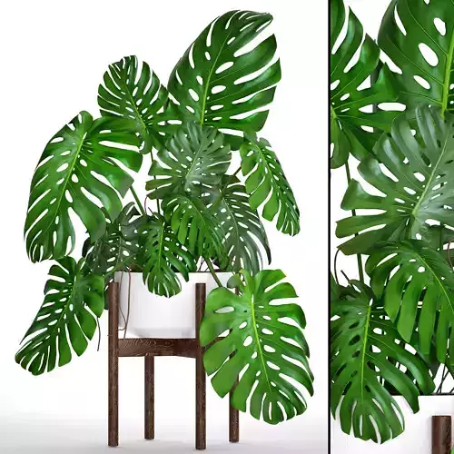 Monstera 6 plant