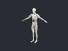 Human Skeleton and Nervous System - AI Generated 3D model | CGTrader