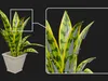 3D model Espada de Santa Barbara Sansevieria Laurentii Plant Asset VR ...