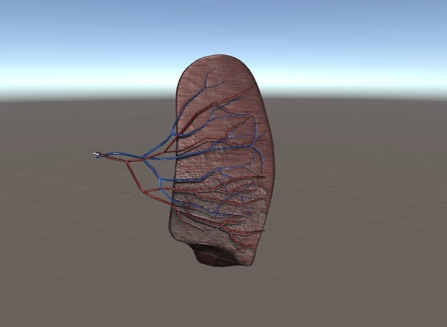 Cross Section Human Spleen Low-poly 3D model_2