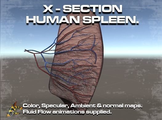 Cross Section Human Spleen Low-poly 3D model_0