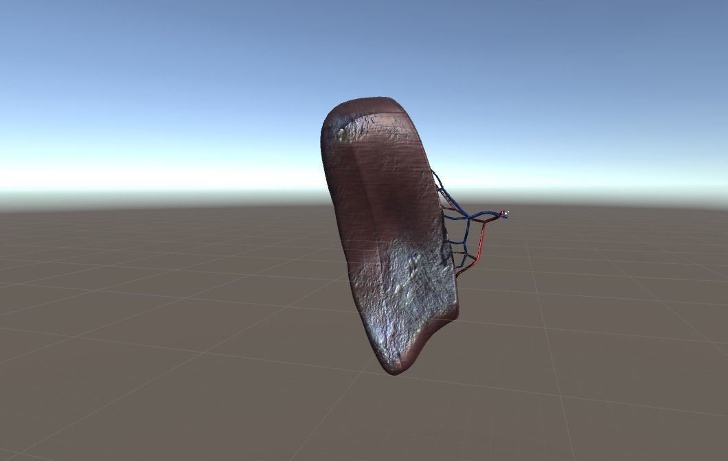 Cross Section Human Spleen Low-poly 3D model_3