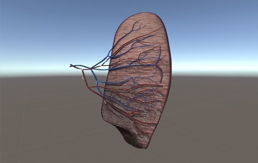 Cross Section Human Spleen Low-poly 3D model_5