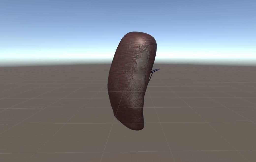 Cross Section Human Spleen Low-poly 3D model_4