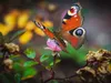 Butterflies Collection 2 3D Model Pack | CGTrader