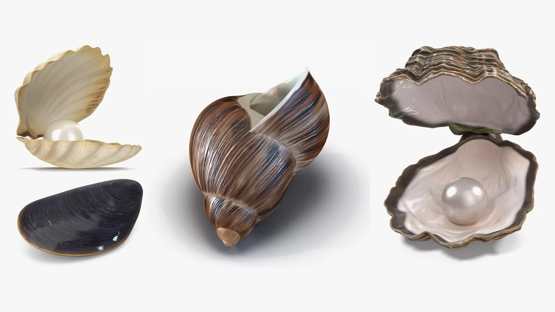 Sea Shells Collection 3D Model Pack | CGTrader
