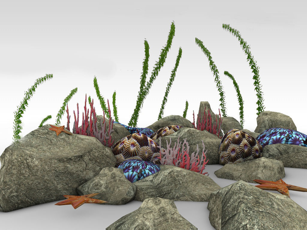 Coral reef low poly Low-poly 3D model_4