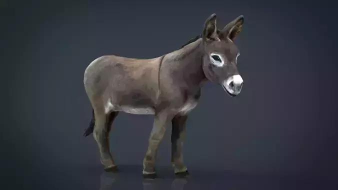 Realistic Donkey Low-poly 3D model