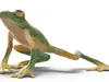 Realistic Tree Frog Rigged 3D model rigged | CGTrader