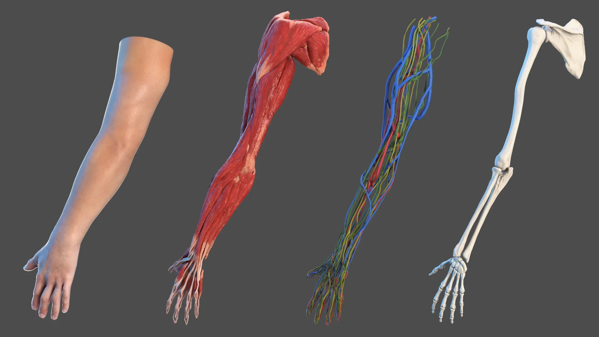 One Arm Model Arm Anatomy Asian Man 3D model | CGTrader